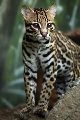 ocelot