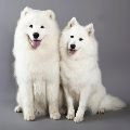 samojed