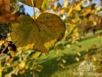 Recenze Google Pixel porizene fotografie dobre svetlo 10