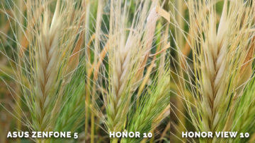 Fotí skvěle? Asus Zenfone 5 vs. Honor 10 vs. Honor View 10 - zelen