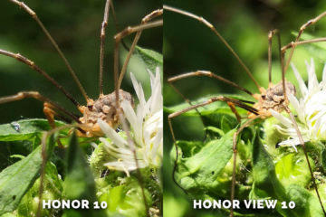 detail pavouk porovnani fotografii honor 10 vs honor view 10
