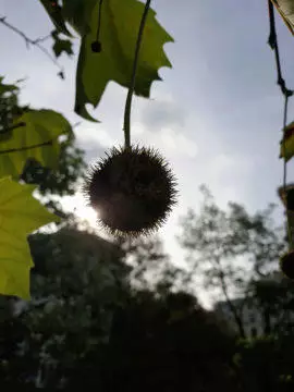 fotografie rostlina proti svetlu galaxy note9