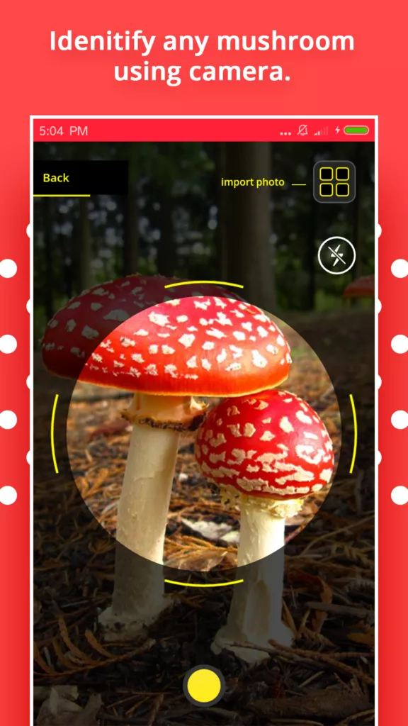 Mushroom Identification 1