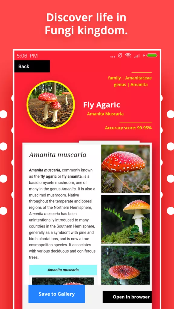 Mushroom Identification 2