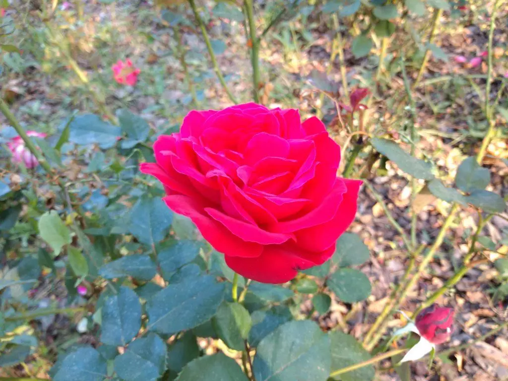 motorola one fotografie ruze