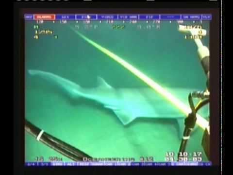 Shark attack on subcable.wmv