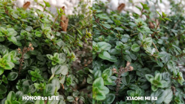 fototest Xiaomi Mi A2 vs Honor 10 Lite zelen