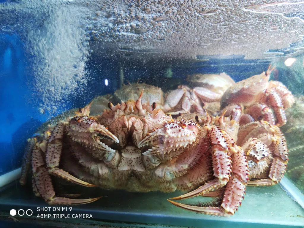 xiaomi mi 9 fotografie test krab