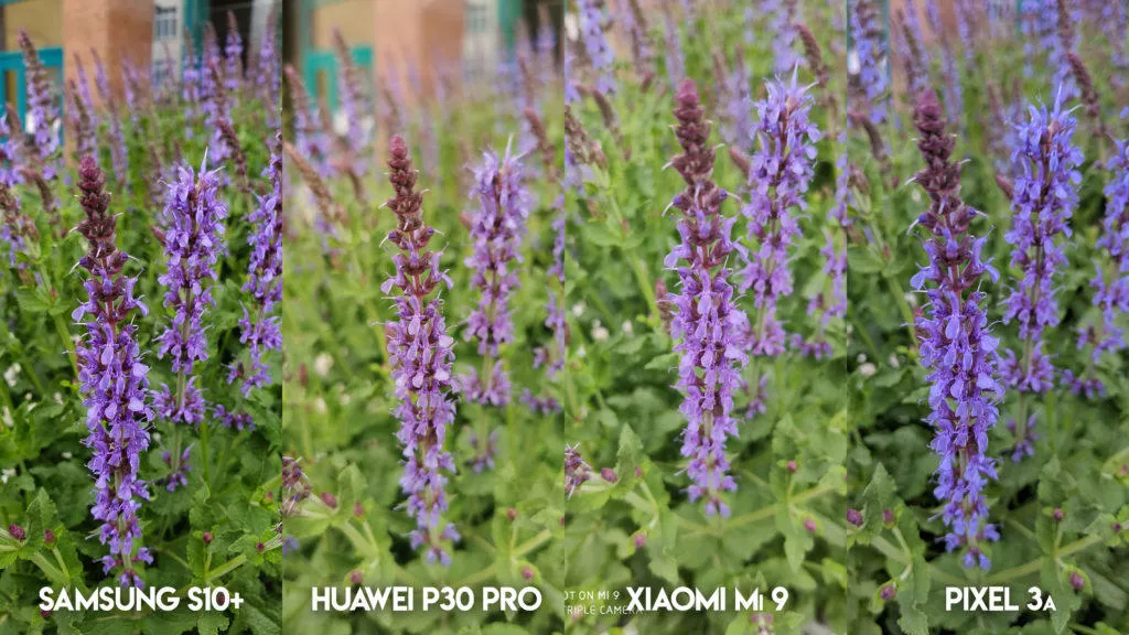 Fototest S10 vs P30 Pro vs Mi 9 vs Pixel 3A květina