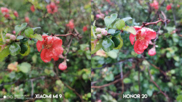 Fototest Xiaomi Mi 9 vs Honor 20 kvetina