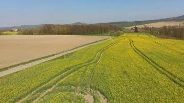 Hubsan Zino fotografie z dronu řepka