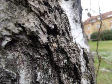 xiaomi mi note 10 foto 29 supersirokouhly makro stromu