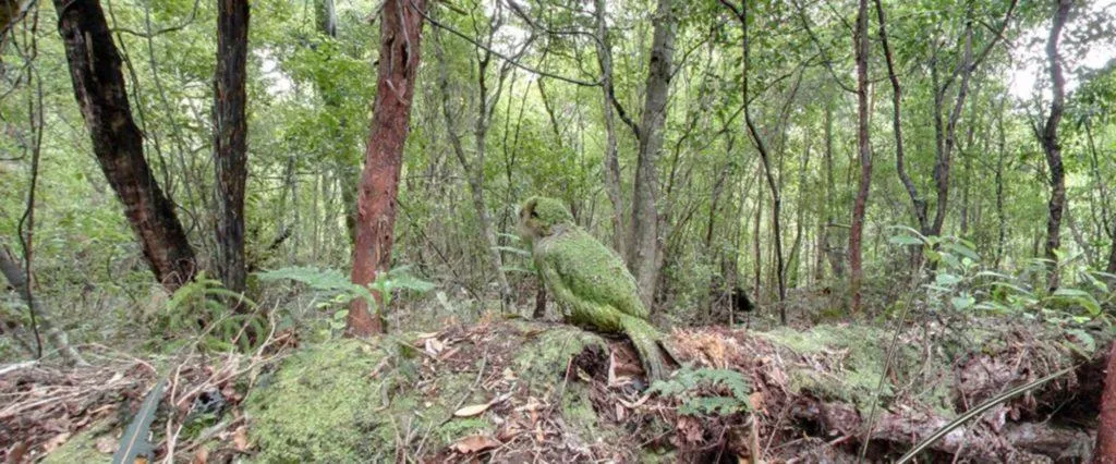 Street View kākāpō Nový Zéland