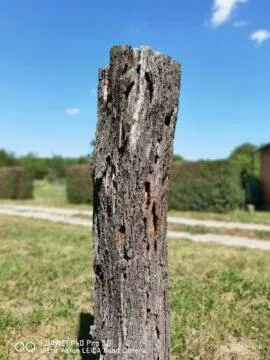 Fototest P40 Pro S20 Ultra bokeh clona portrét pařez