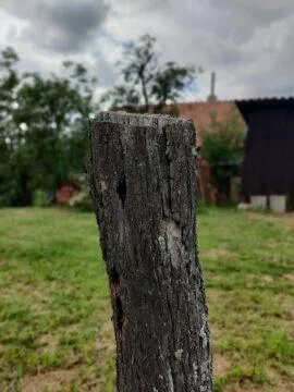 OnePlus Nord bokeh pařez