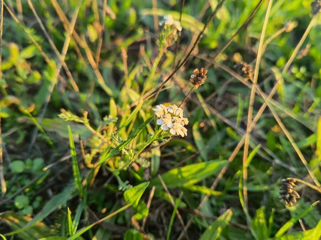 makro x1 Mate 40 Pro