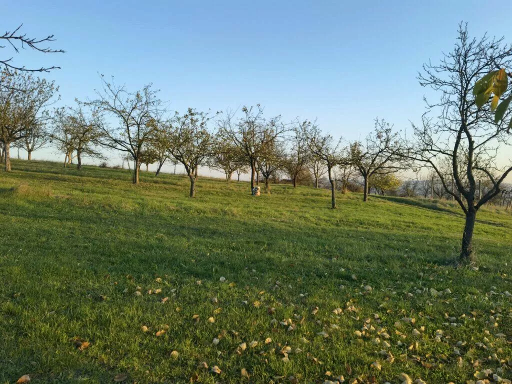 Mate 40 Pro P40 Pro S20 Ultra foto test zoom x1 Mate 40 Pro