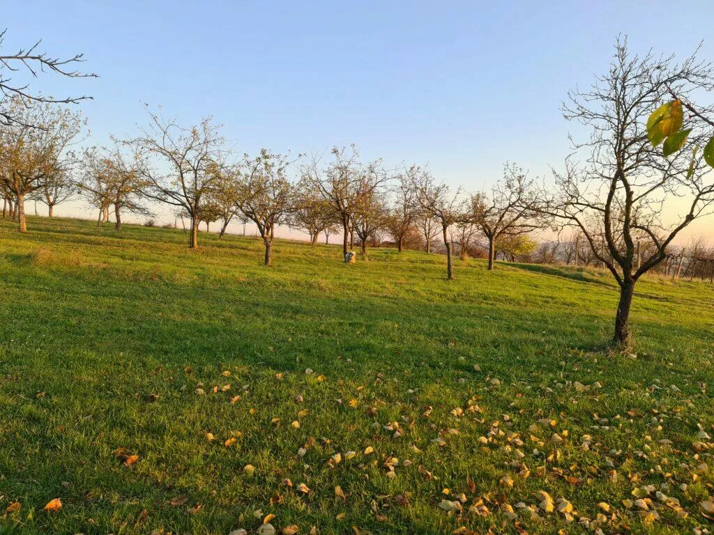 Mate 40 Pro P40 Pro S20 Ultra foto test zoom x1 S20 Ultra