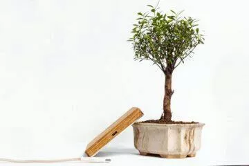 bonsai