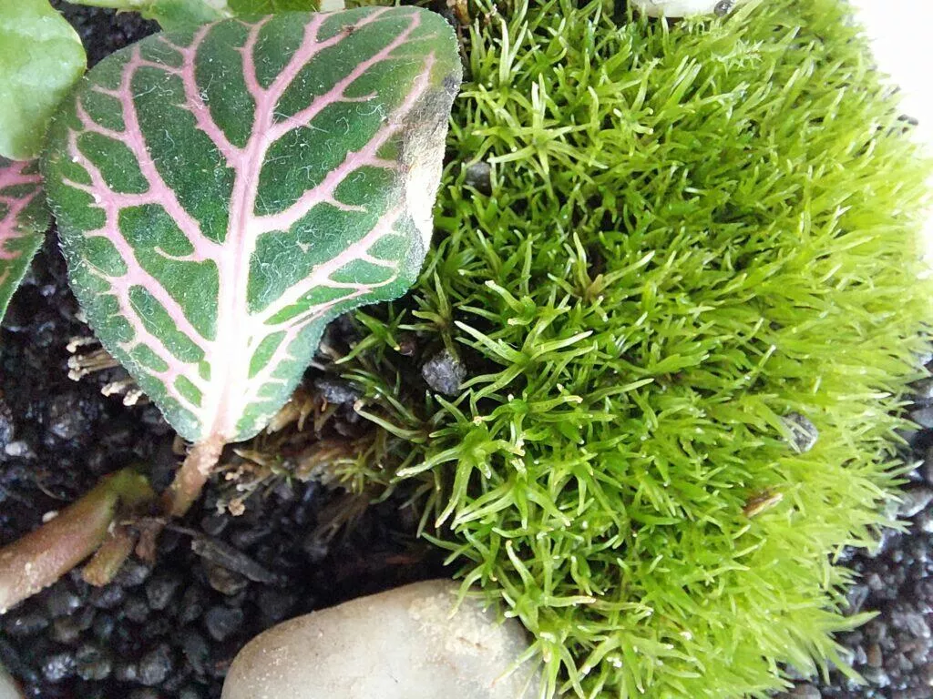 samsung galaxy a72 3x zoom
