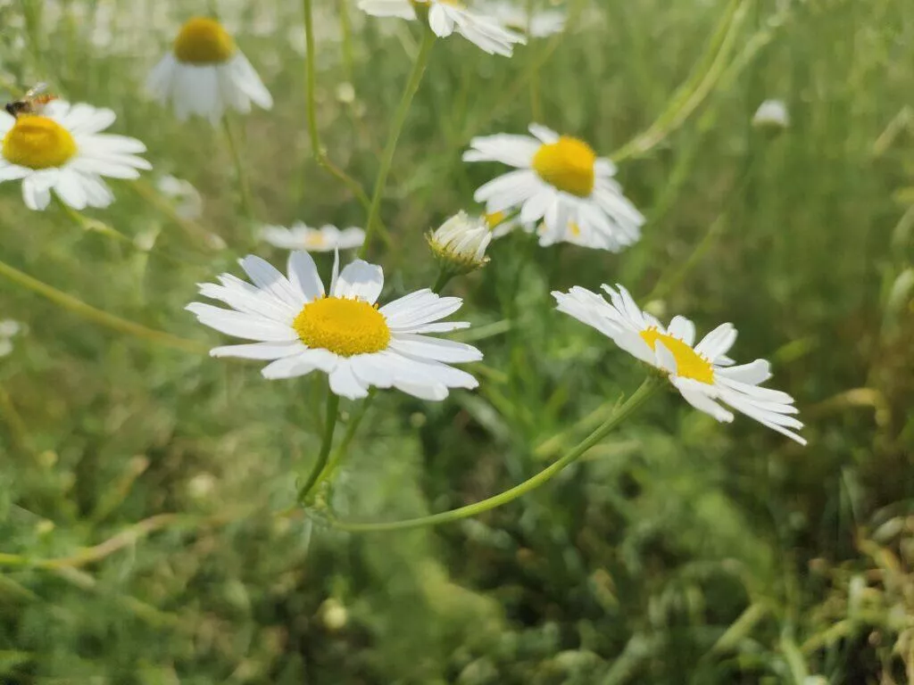 květina Oppo Reno5 5G foto