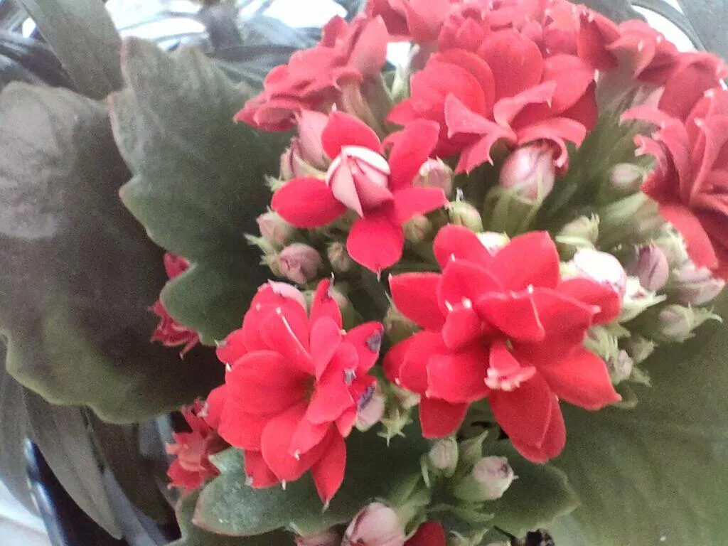 makro fotografie oppo reno5 5g