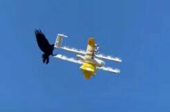 dron pták video souboj Austrálie Wing Alphabet