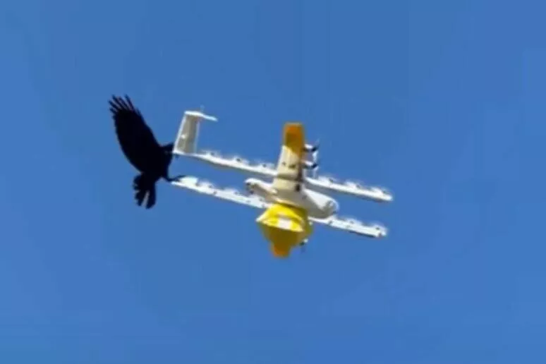dron pták video souboj Austrálie Wing Alphabet dron pták video souboj Austrálie Wing Alphabet