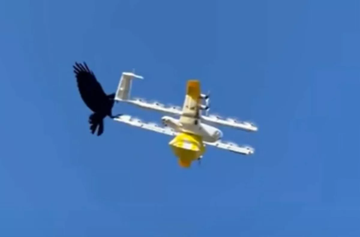 dron pták video souboj Austrálie Wing Alphabet
