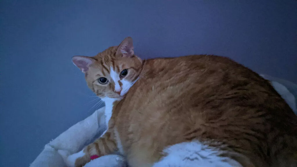 Google Pixel 5 kočka
