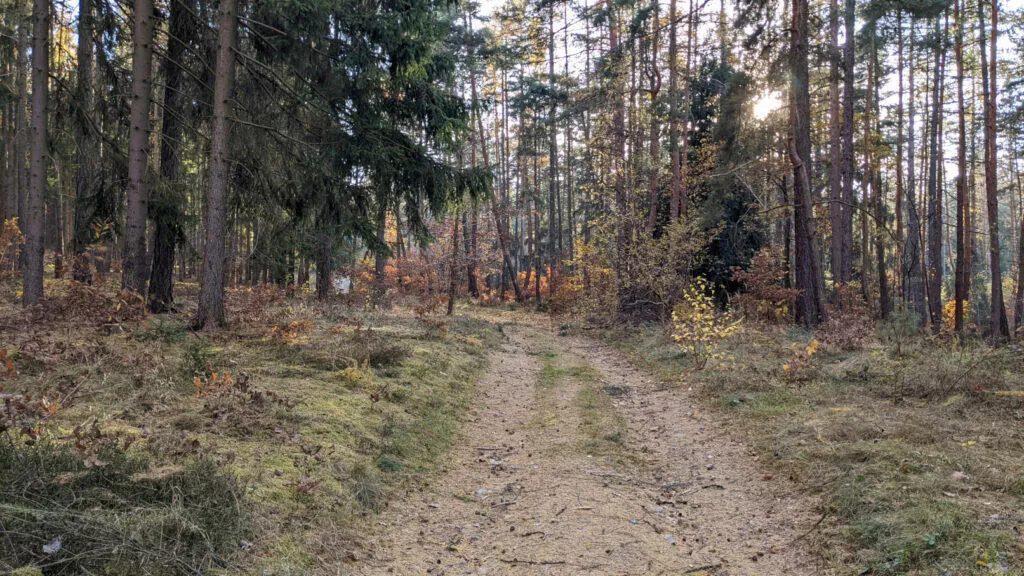 Google Pixel 5 lesní cesta