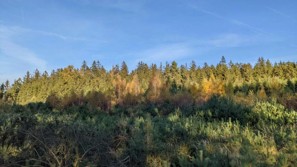 Google Pixel 5 příroda