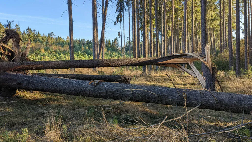 Google Pixel 6 dřevo