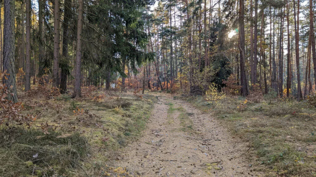 Google Pixel 6 lesní cesta