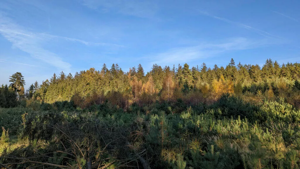 Google Pixel 6 příroda