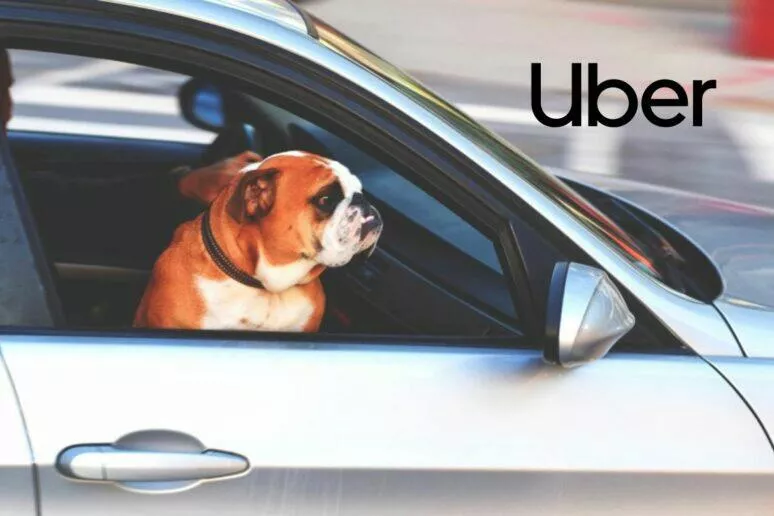 Uber Pet zvířata přeprava Uber Pet zvířata přeprava