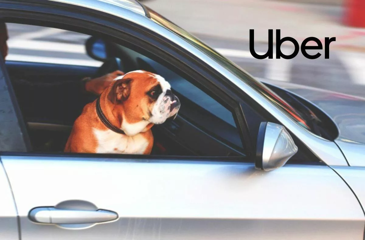 Uber will now transport you with a ferret or iguana