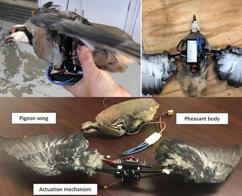 mrtví ptáci drony výzkum studie díly