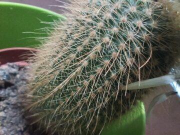 Redmi Note 12 Pro+ foto makro kaktus
