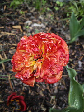 Xiaomi Leica Vibrant vs Leica Authentic červený tulipán