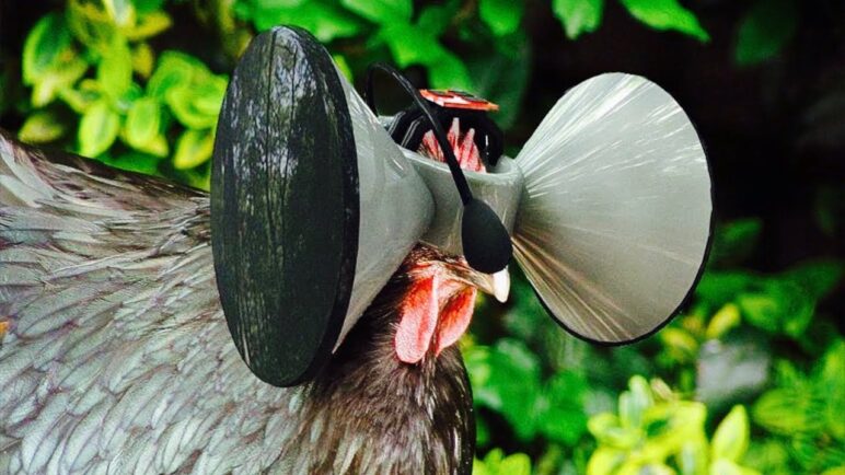 Virtual Reality For Chicken Happiness - Livestock Living In The Matrix