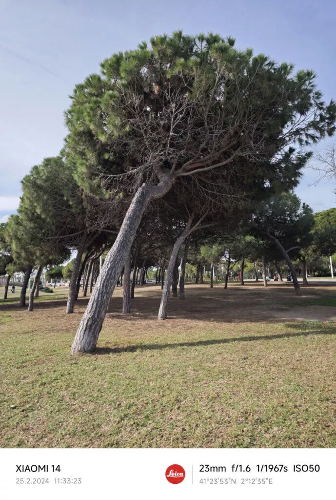 Xiaomi 14 denní fotografie strom