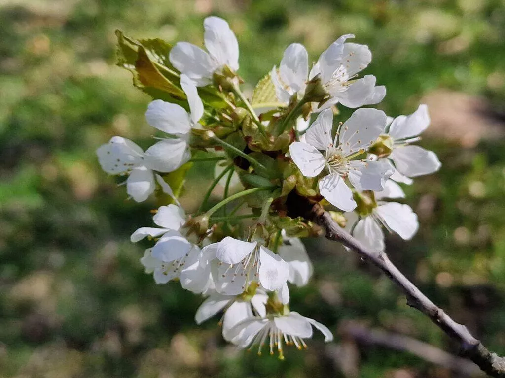 bokeh hlavní objektiv
