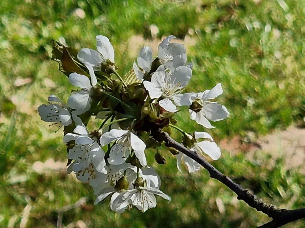bokeh portrétní objektiv