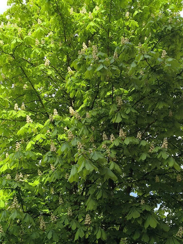 redmi note 13 pro denni fotografie 1