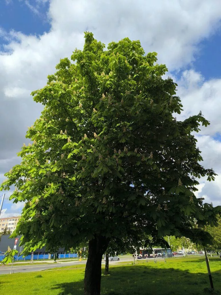 redmi note 13 pro denni fotografie 12