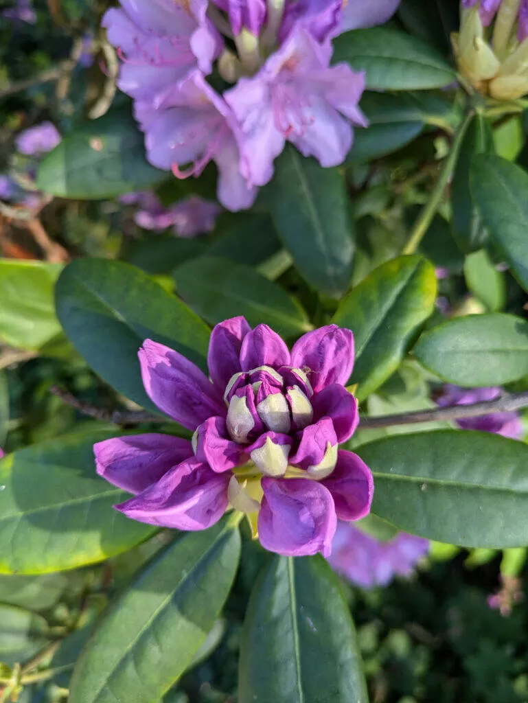 Google Pixel 8a fotografie květina fialová