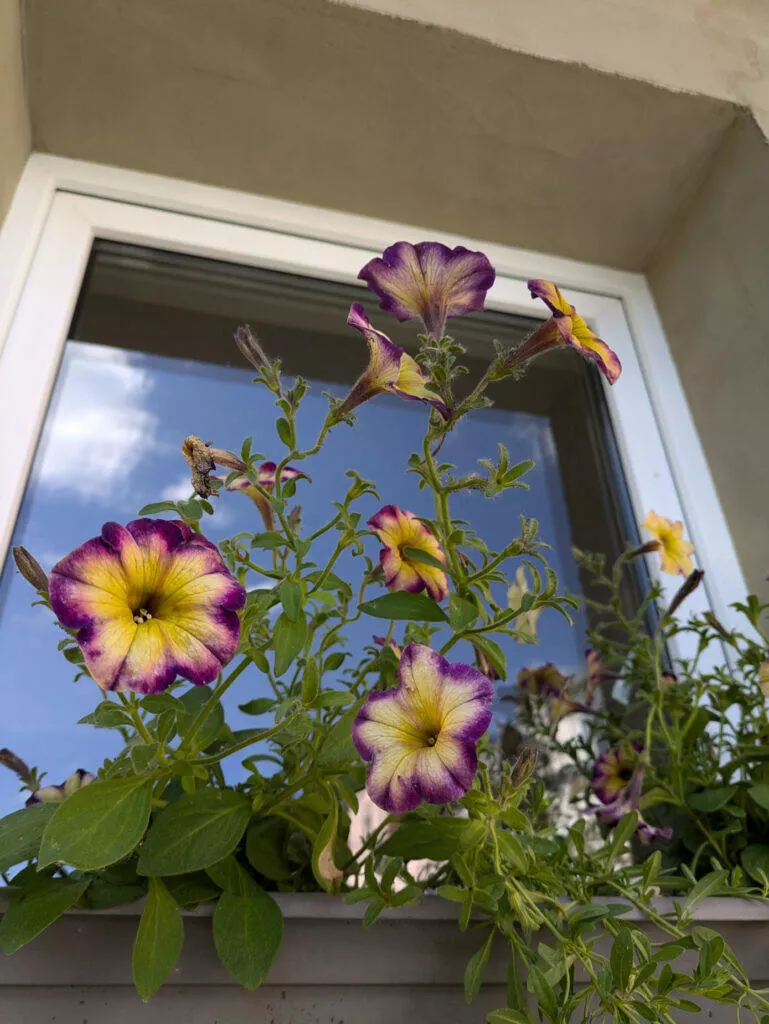 Google Pixel 8a fotografie květináč