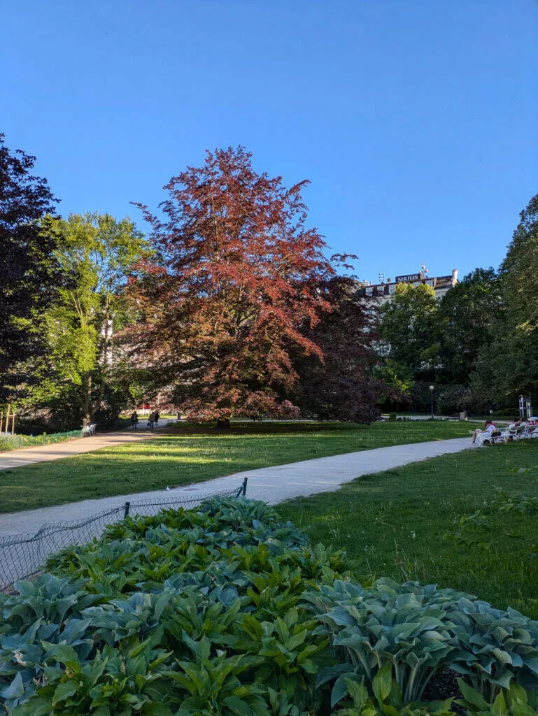 Google Pixel 8a fotografie park