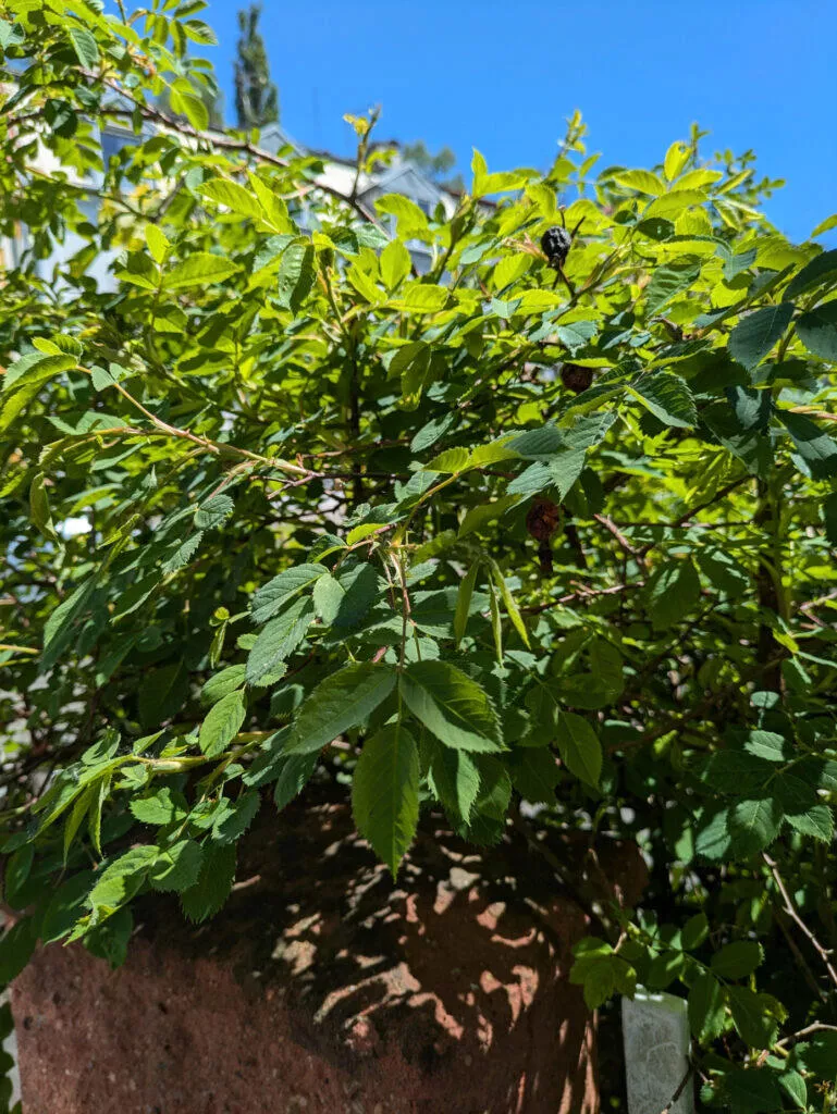 Google Pixel 8a fotografie strom hlavní